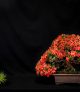Cleveland Bonsai Club Monthly Meeting